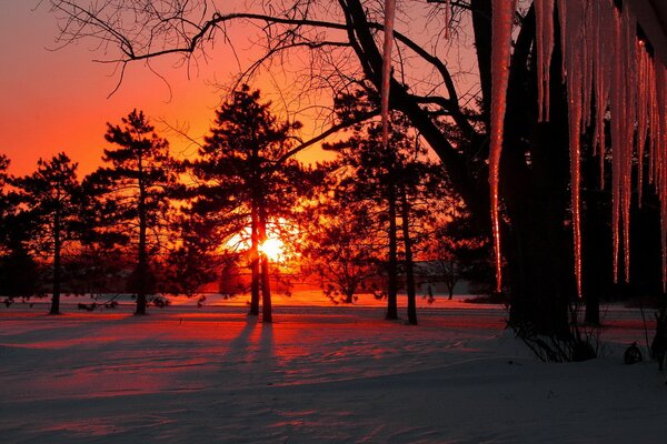 Wintersonne auf dem Hintergrund der Bäume