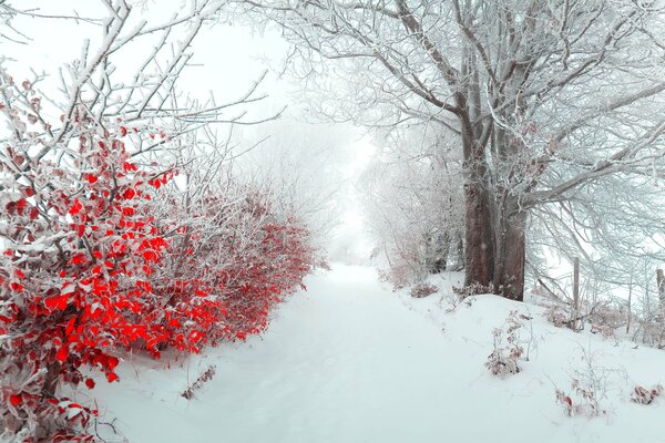 Invierno hermoso bosque con arbustos rojos