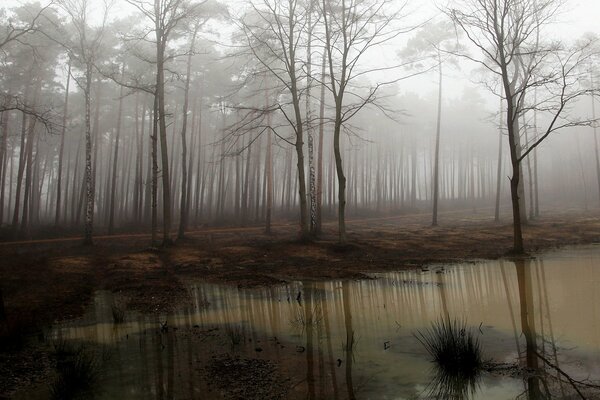 Pantano con árboles desnudos en la niebla