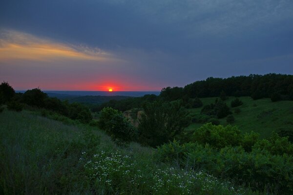 Grüne Wiese mit Blumen und Kräutern auf Sonnenuntergang Hintergrund