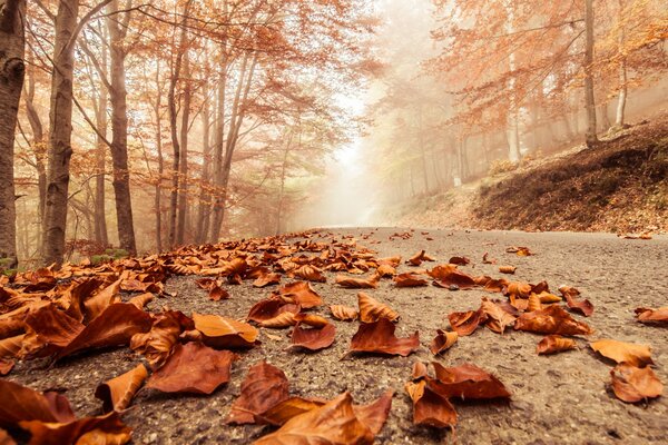 Herbstliche Straße im goldenen Wald