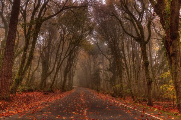 Route sombre parsemée de feuilles rouges