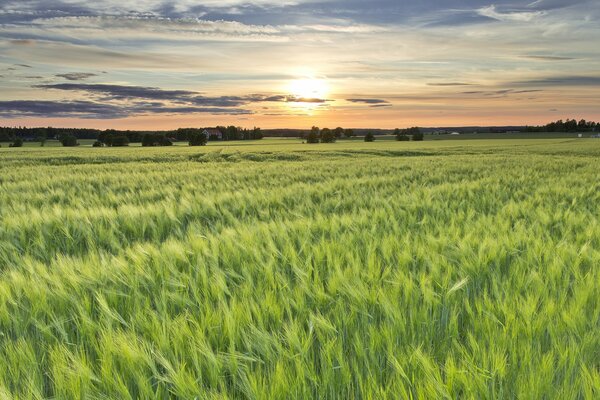 Campo de cebada al atardecer