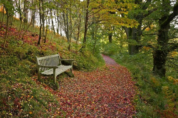 Una panchina si trova vicino a un sentiero nella foresta