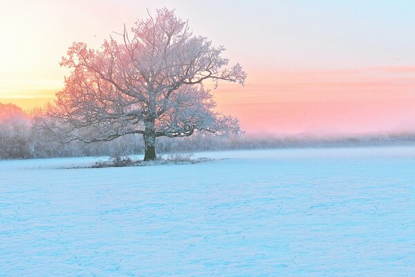 Bäume, die im Winter mit Frost bedeckt sind