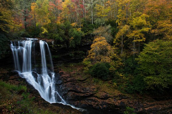 Bild eines reinen Herbstfalls auf einem gelben Waldhintergrund