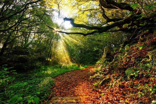 Paesaggio Raggi di sole in autunno