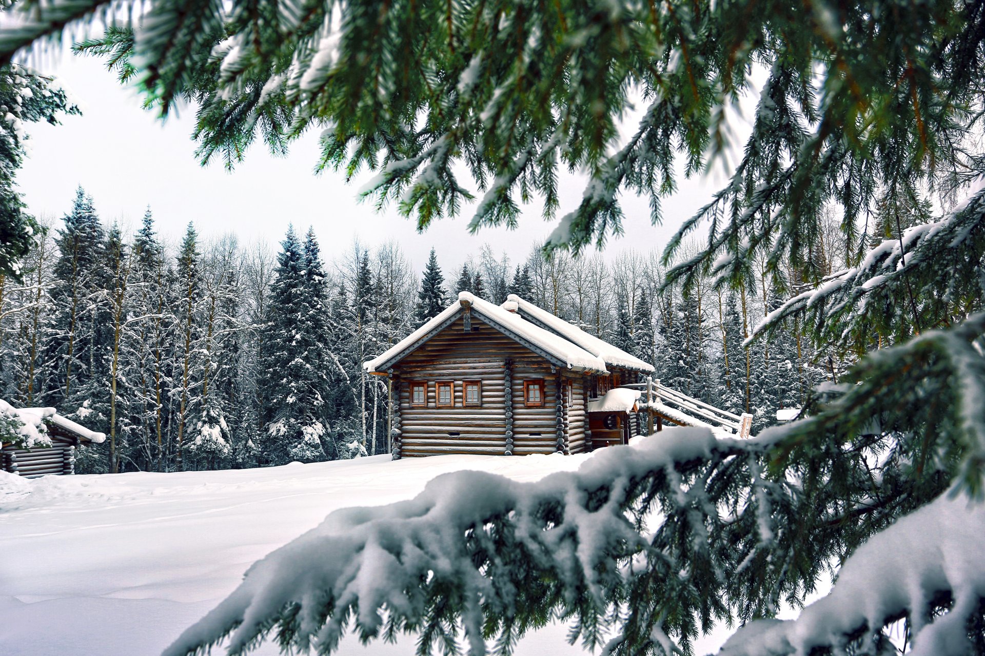 winter schnee haus bäume tannen nadeln zweige pfoten