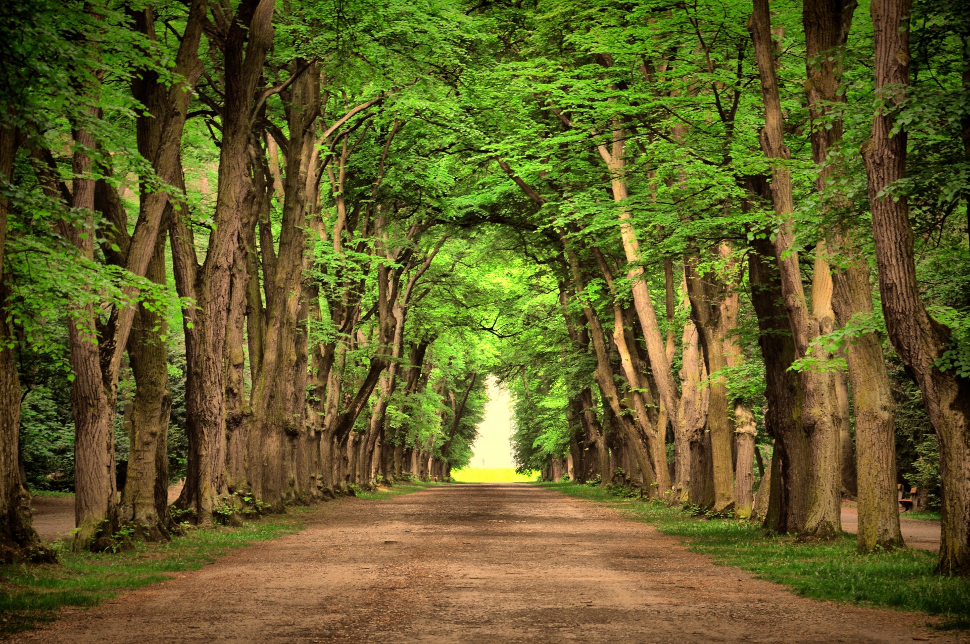 route vert arbres paysage nature routes beau