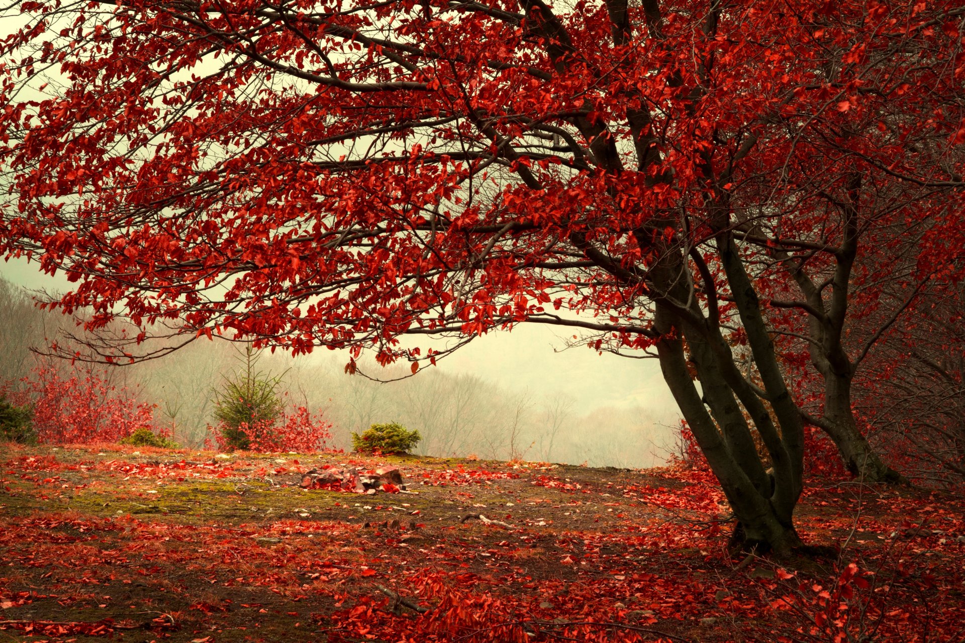 foresta autunno nebbia collina albero foglie rosso bordeaux rami natura alberi alberi di natale