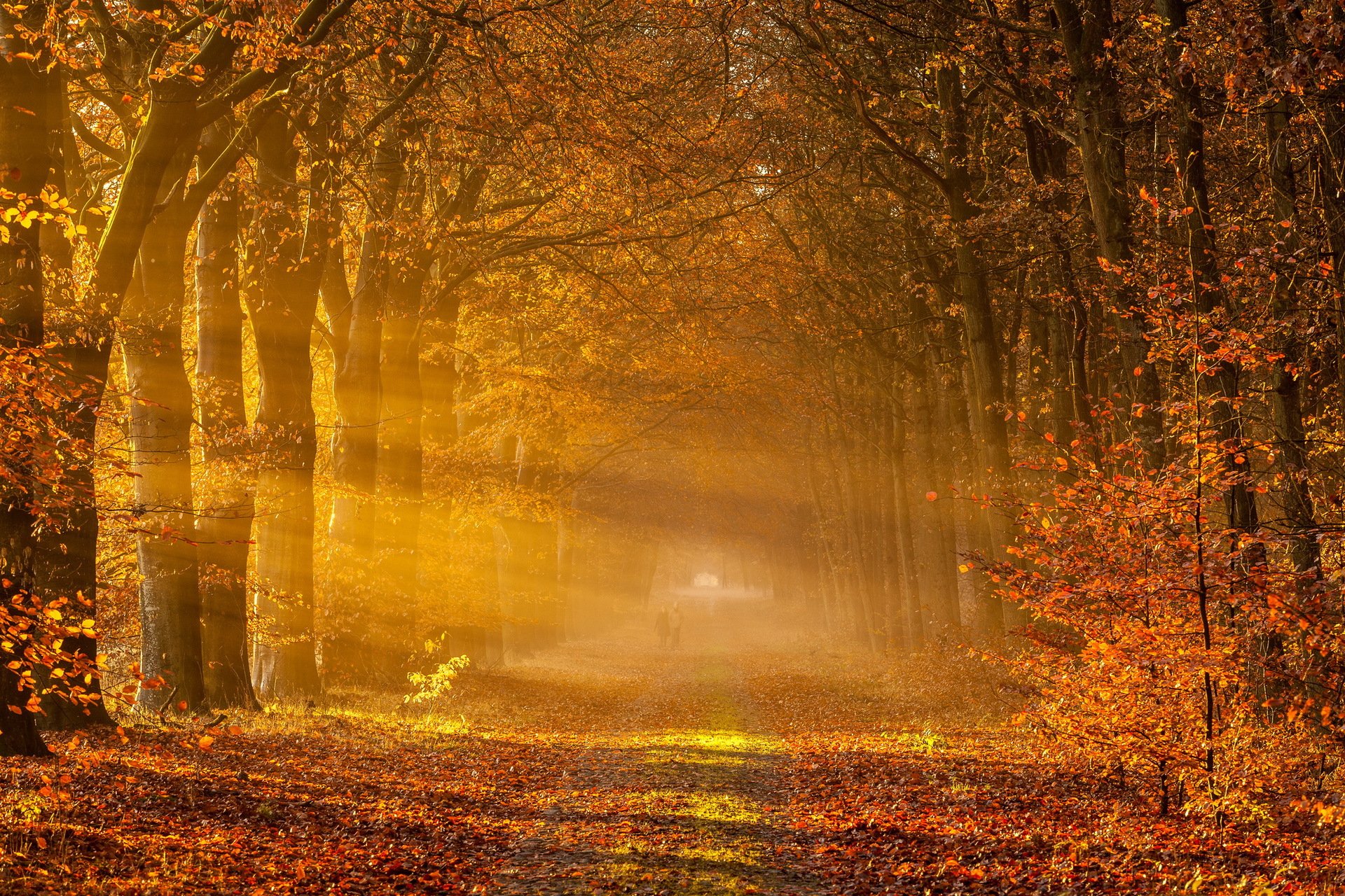 straße herbst nebel landschaft