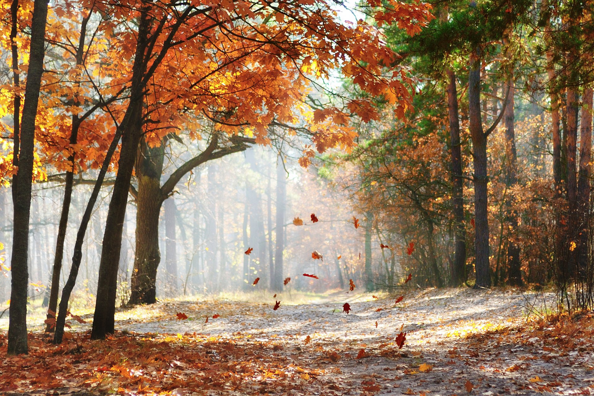 herbstbäume straße natur landschaft am morgen wald fallende eichenblätter morgen fallende eichenblätter malerische