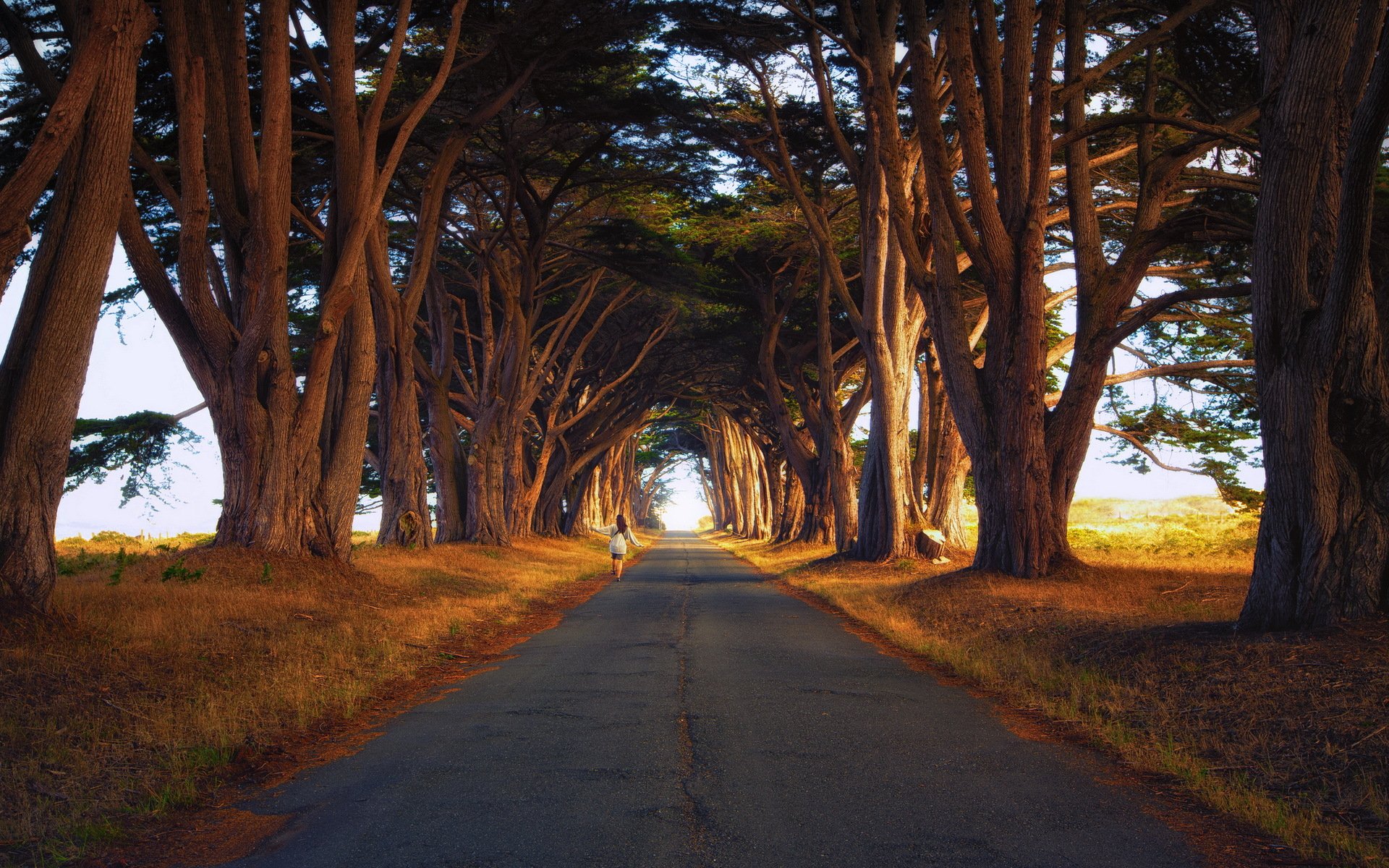 route arbres paysage