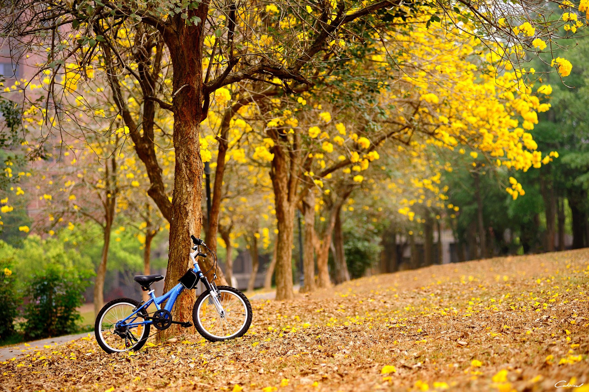 printemps fleurs jaune arbres vélo