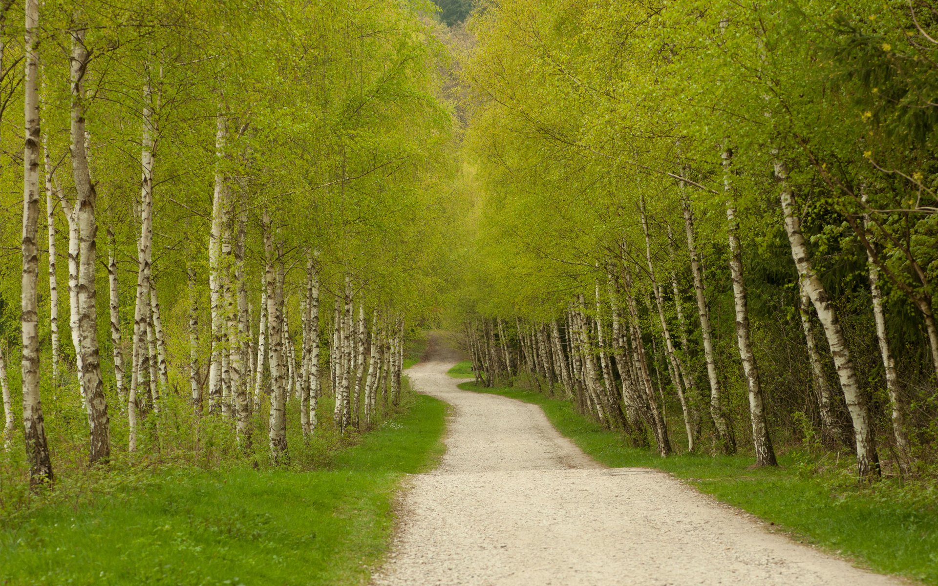 straße gehweg bäume grün