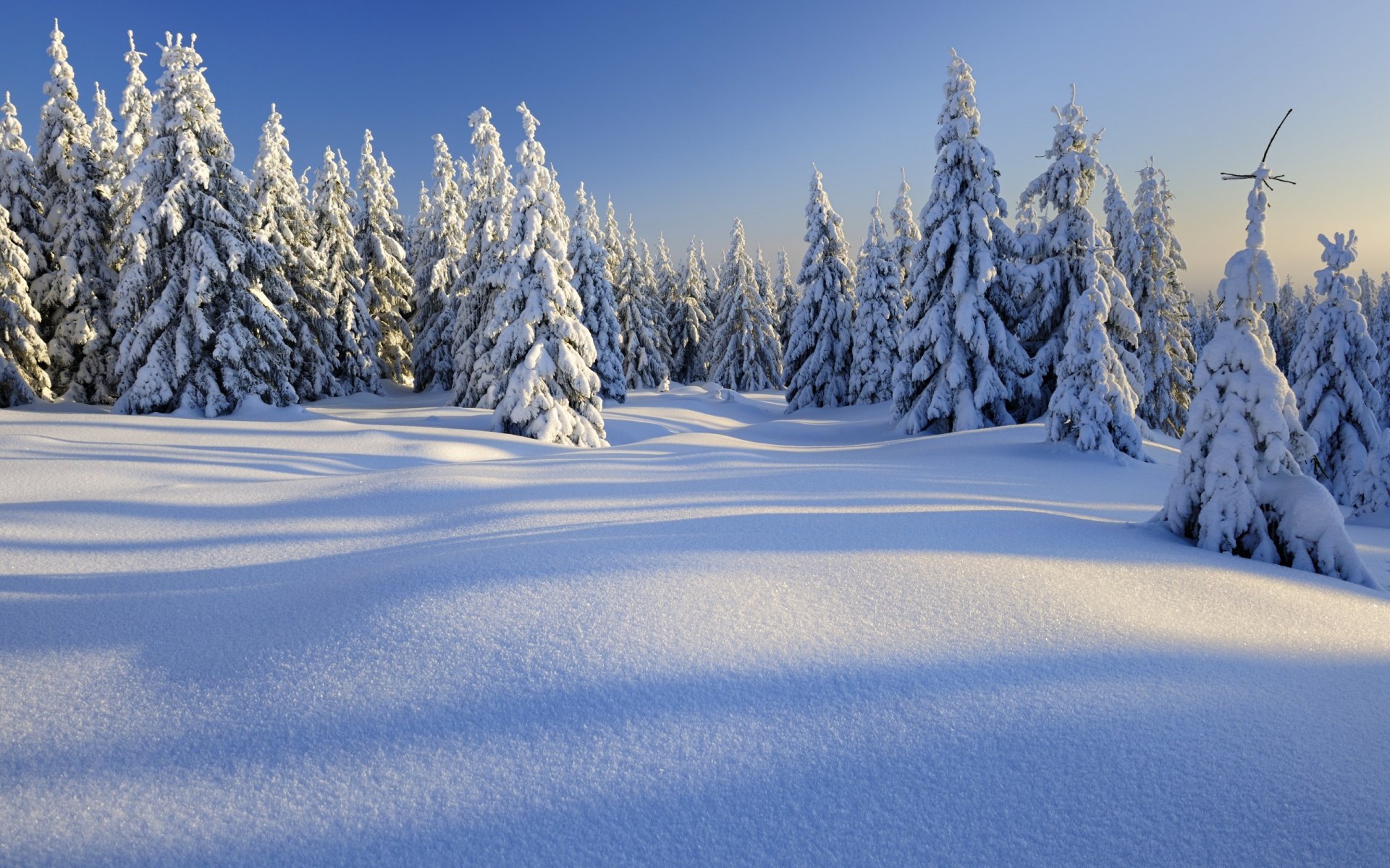 nature paysage neige arbres hiver montagnes