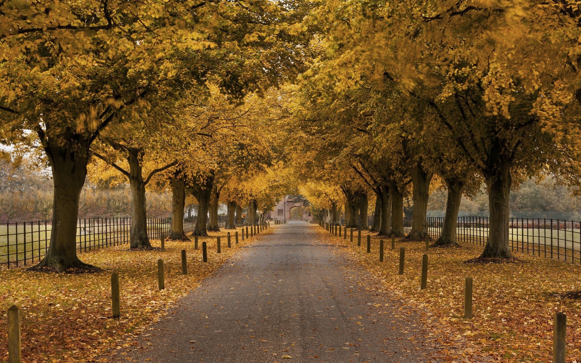 autunno vicolo alberi recinzione costruzione arco