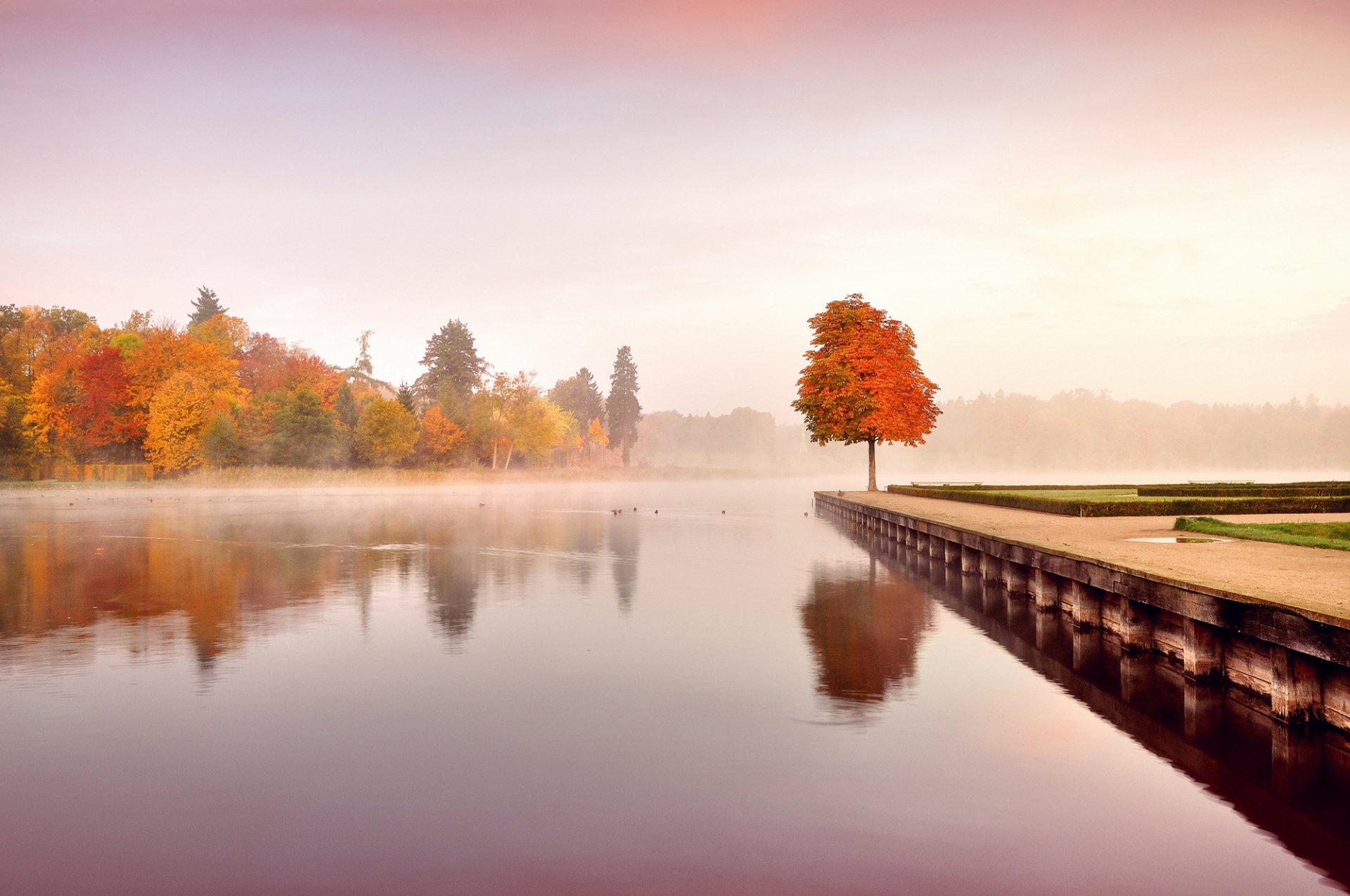 automne nature paysage arbres feuilles orange jaune eau matin brouillard