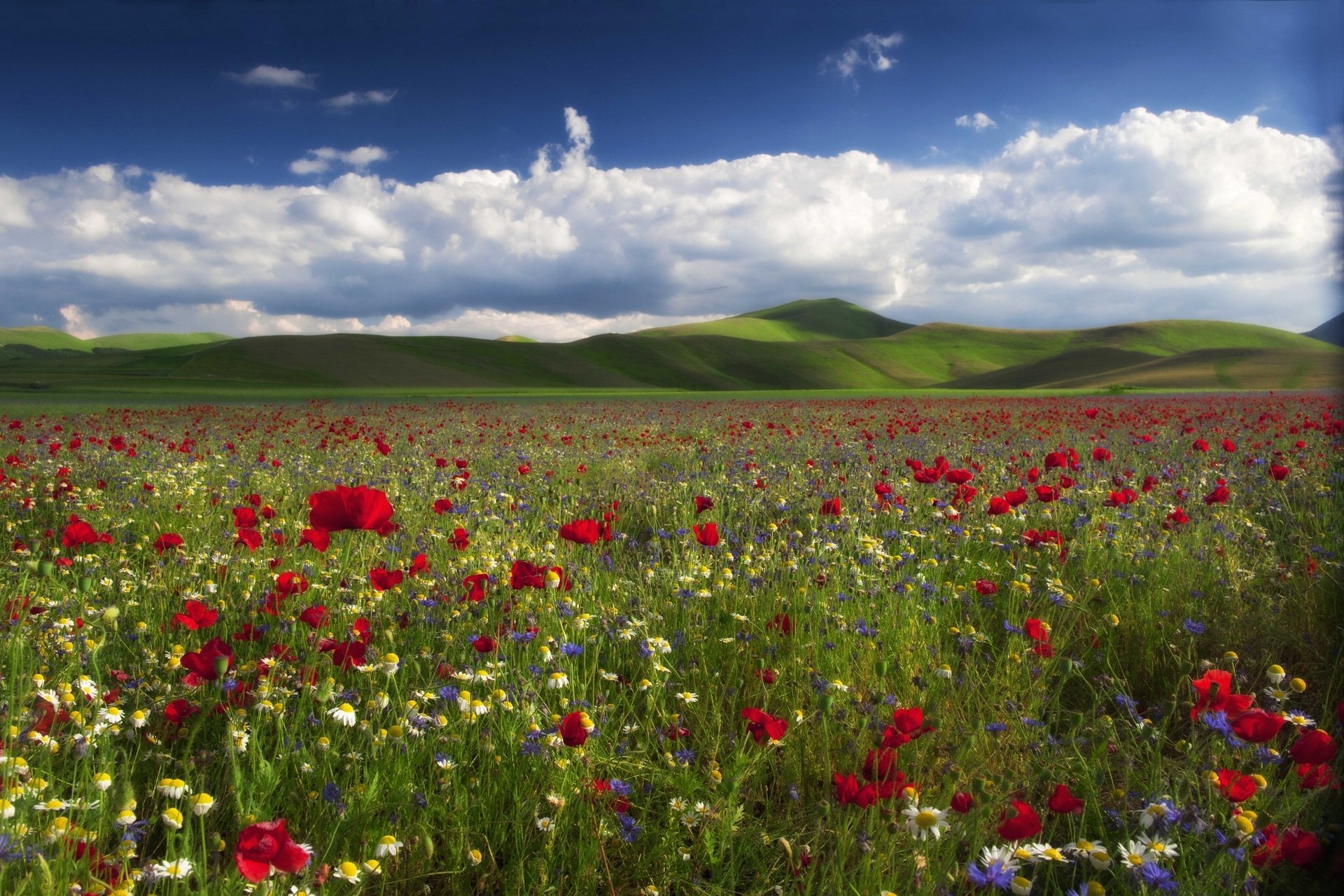 meadow flower poppies chamomile cornflowers hill