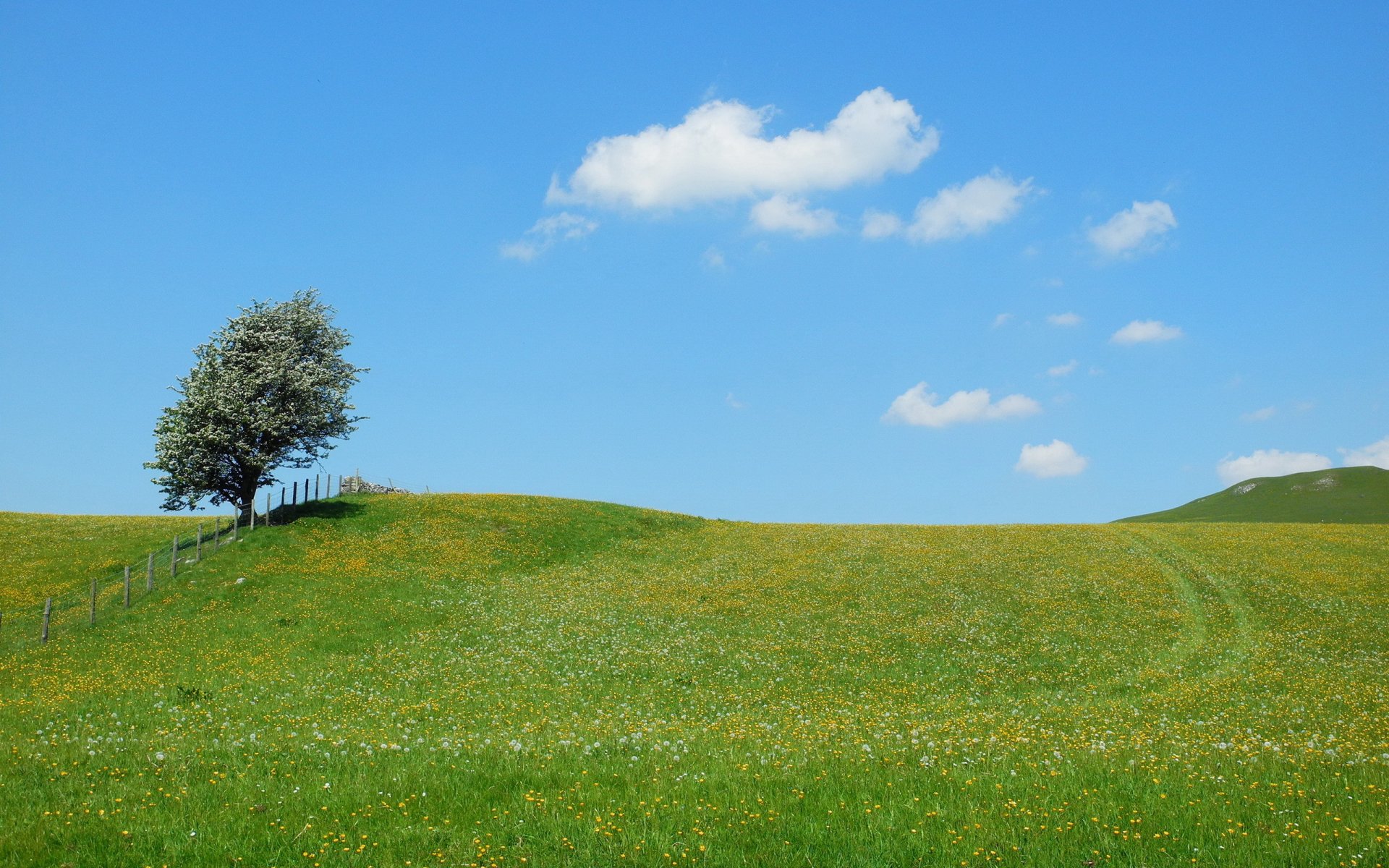 feld baum zaun sommer natur landschaft