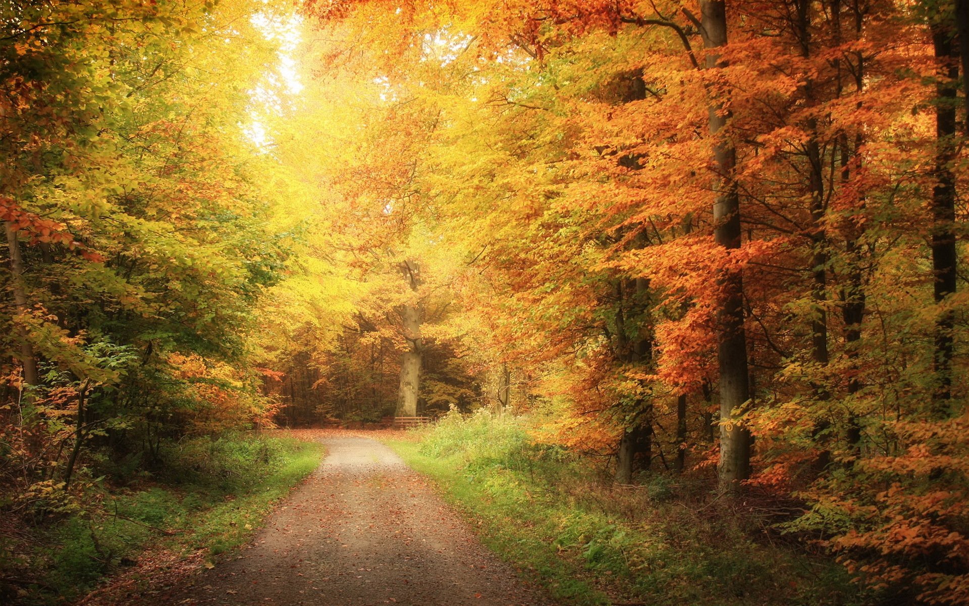 carretera bosque otoño naturaleza