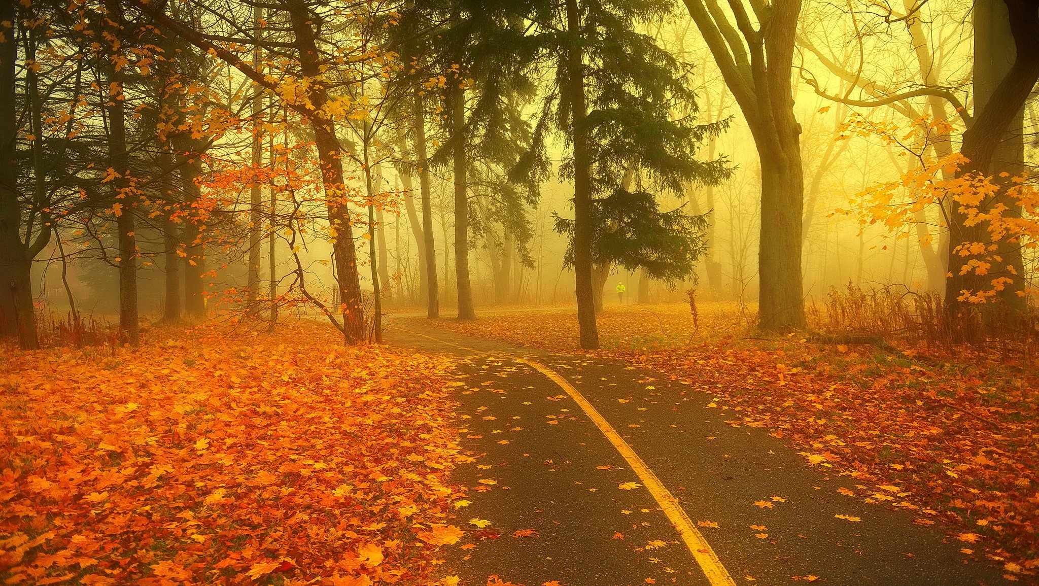 forest road fog autumn