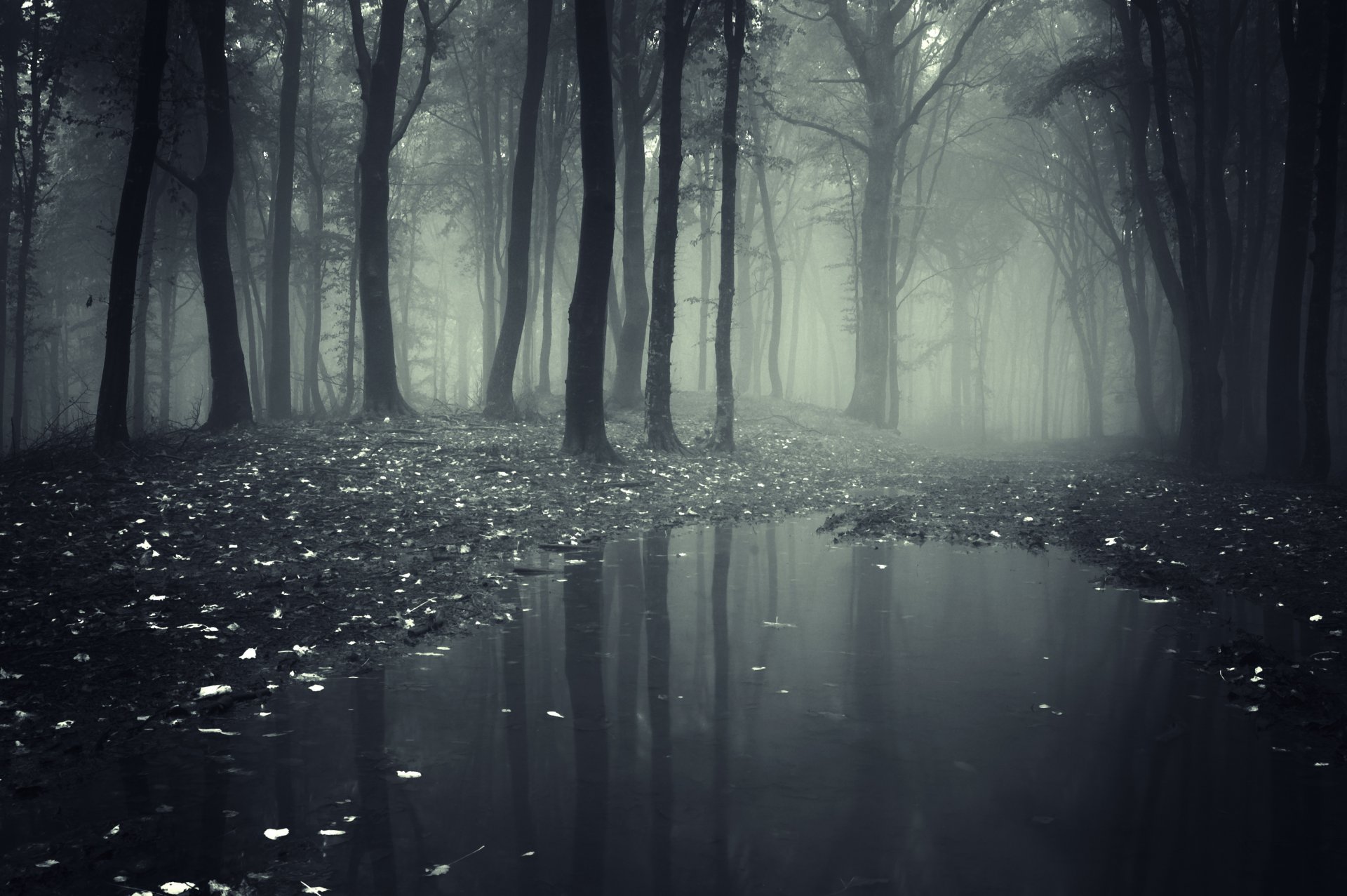 wald tief bäume gruselig natur landschaft blätter neblig straße see wald tief gruselig neblig straße see