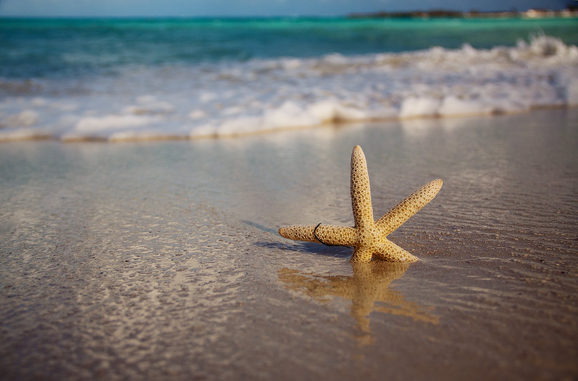 mare onde spiaggia sabbia stelle marine natura