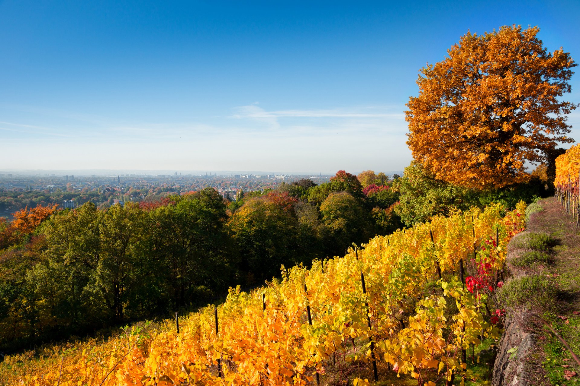 automne nature arbres vignoble feuilles jaune vert feuillage colline ciel ville paysage dresde