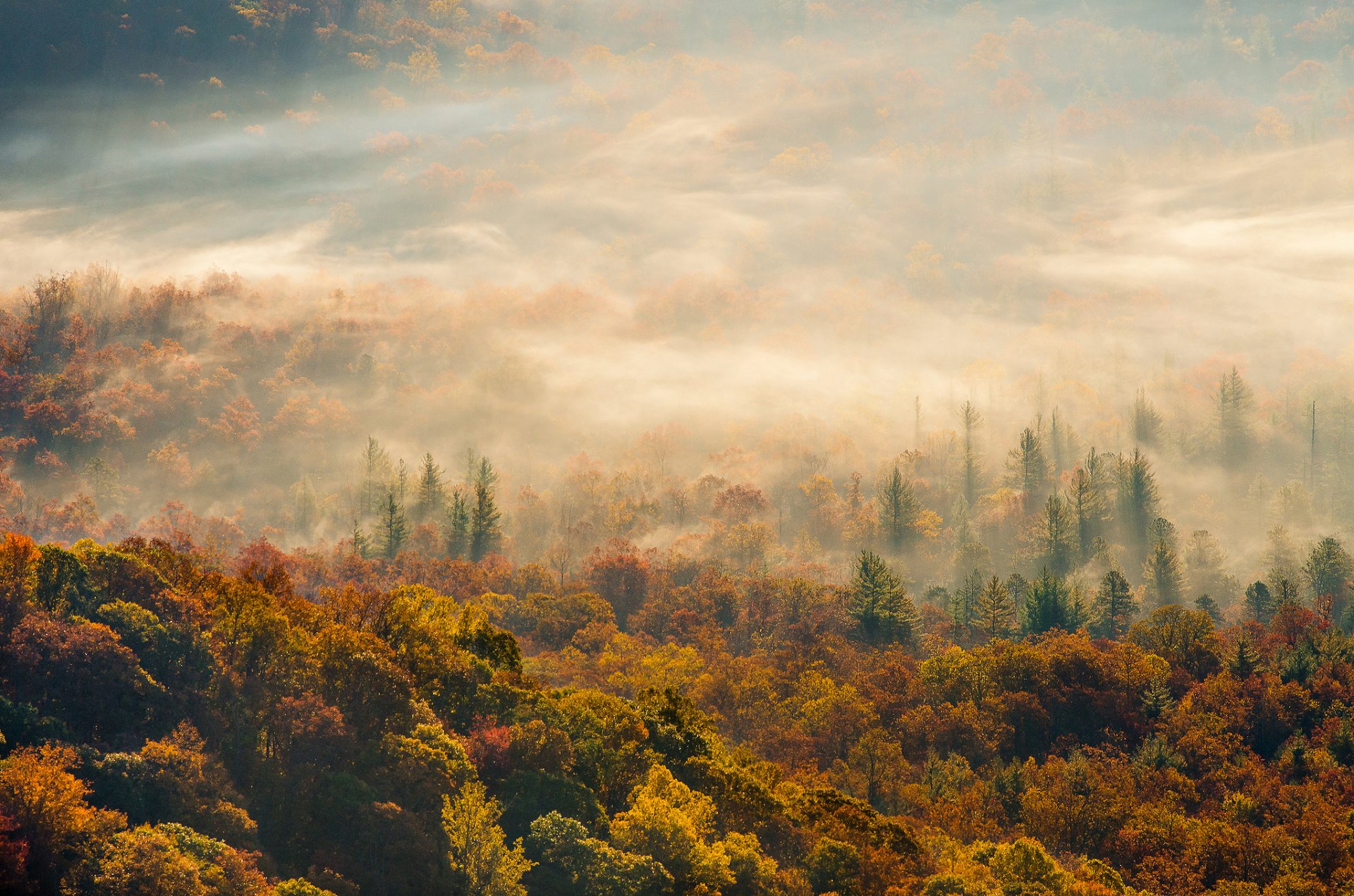 mañana otoño niebla bosque