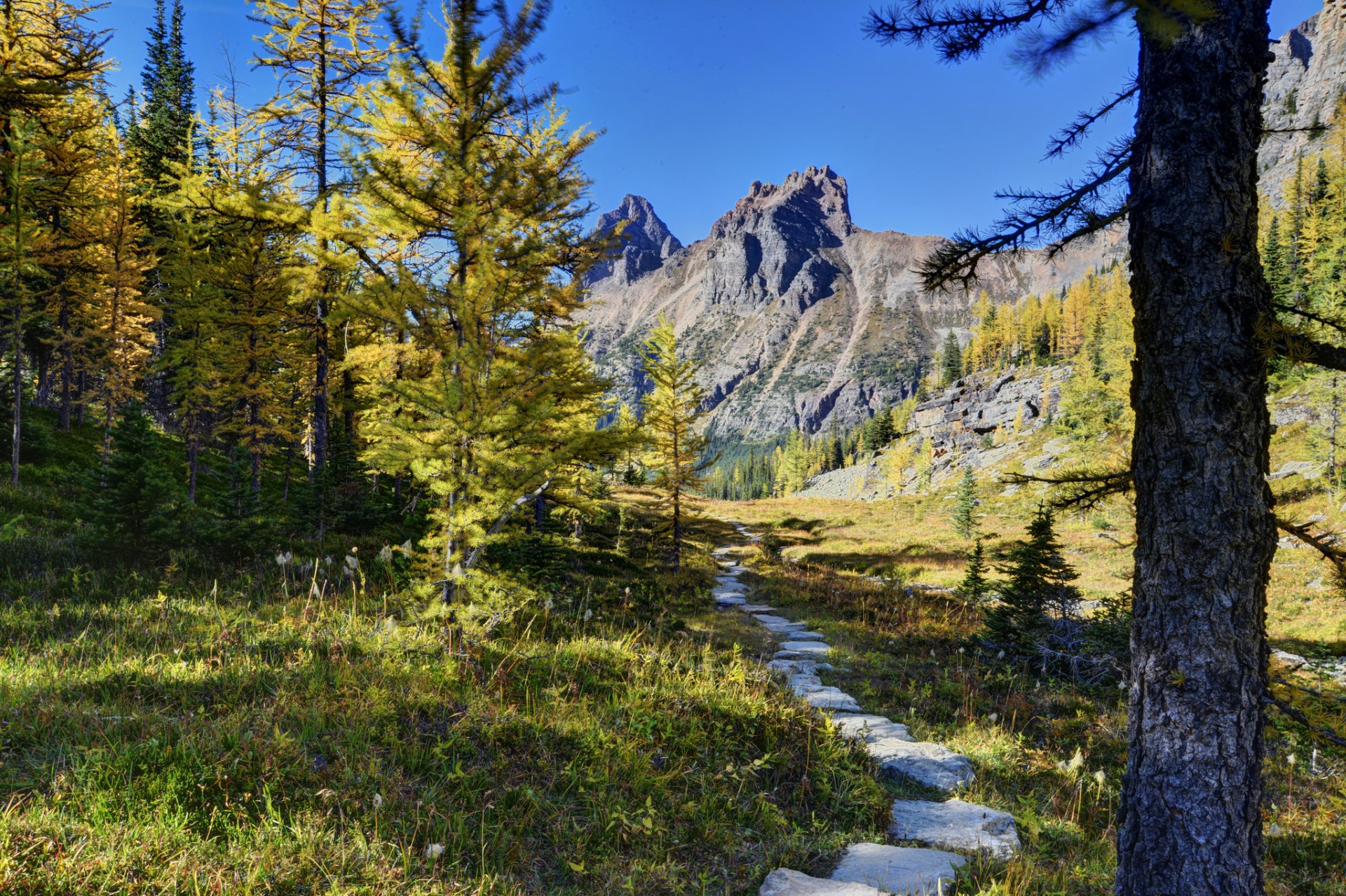 park narodowy yoho kanada góry drzewa ścieżka las