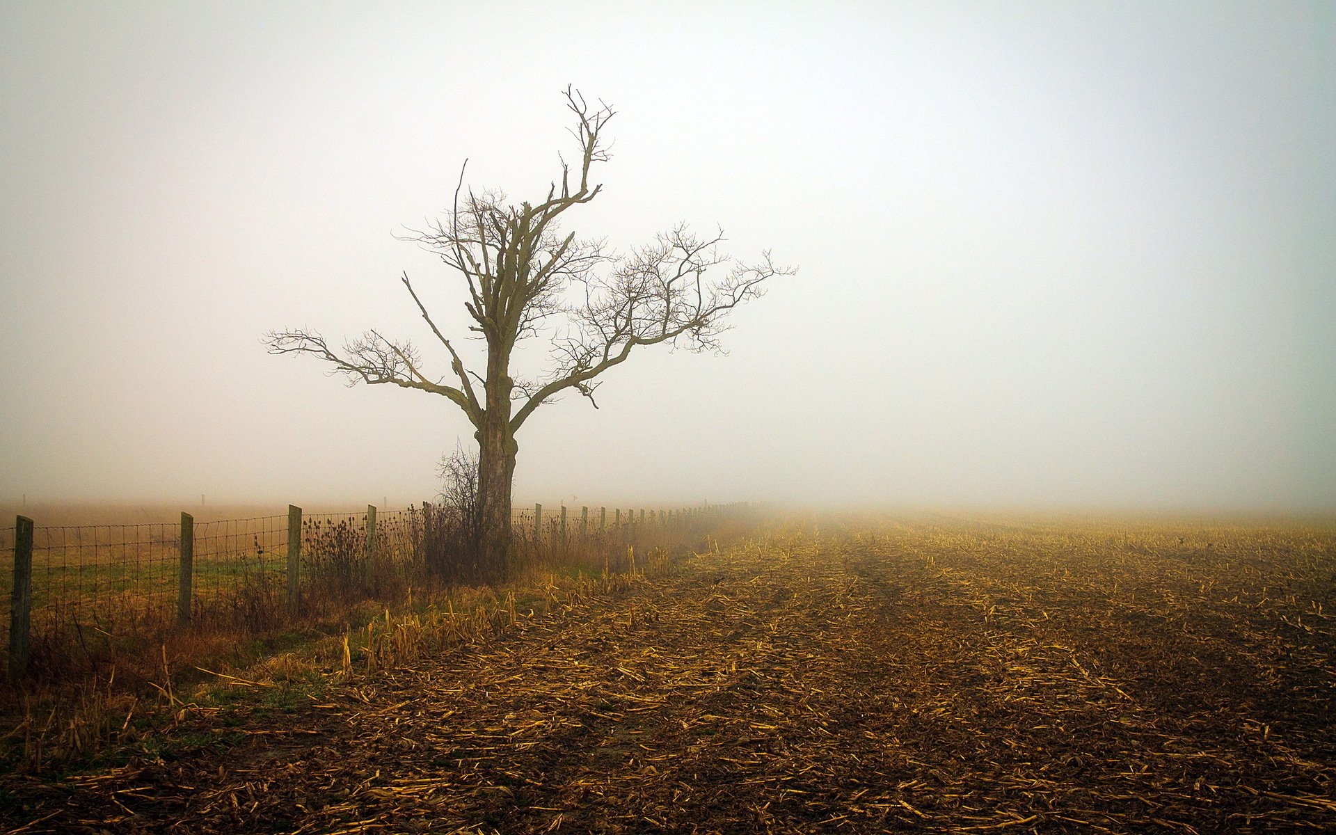 matin champ brouillard paysage