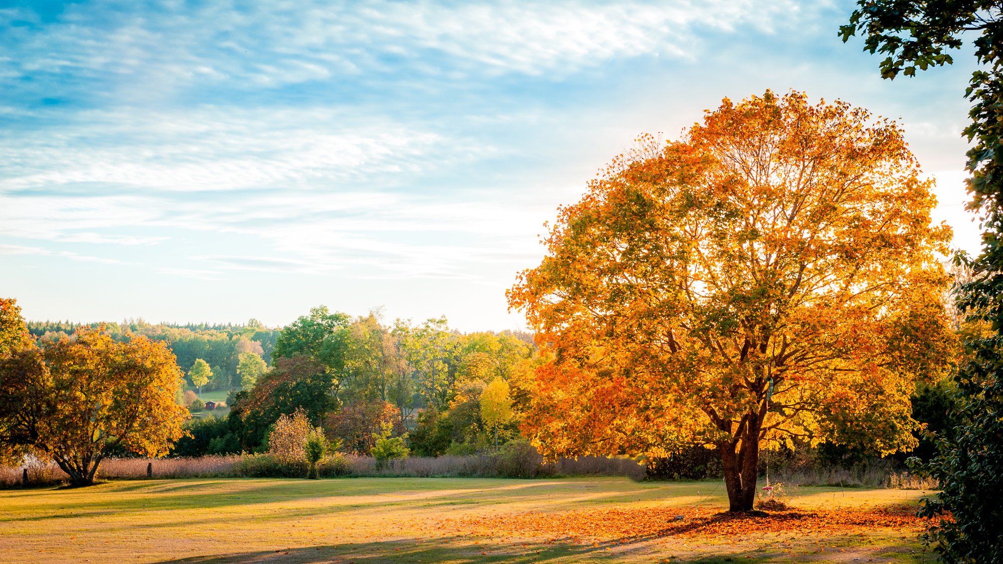 landscape nature autumn tree leaves yellow shadow sky blue