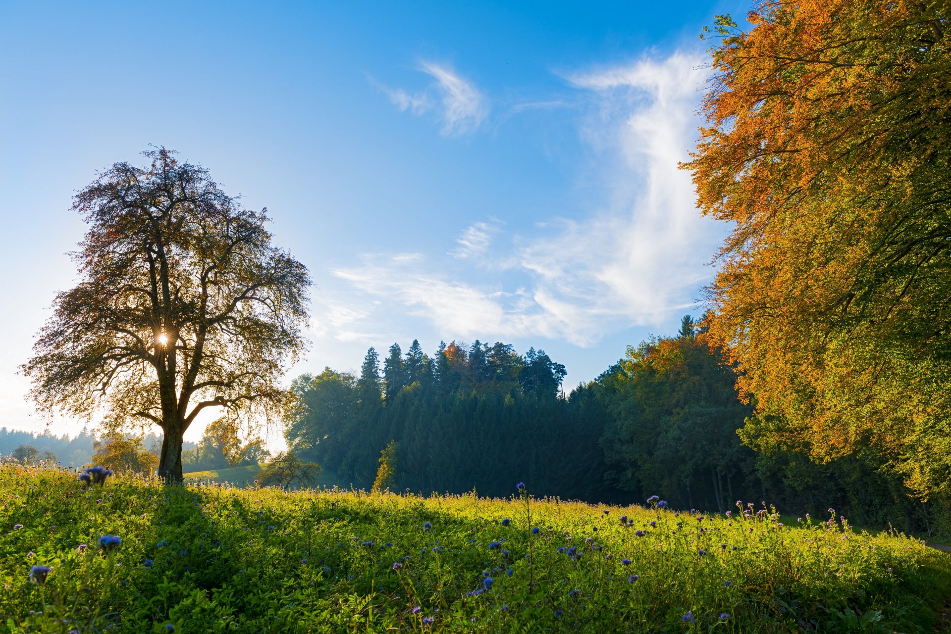 schweiz bäume wiese