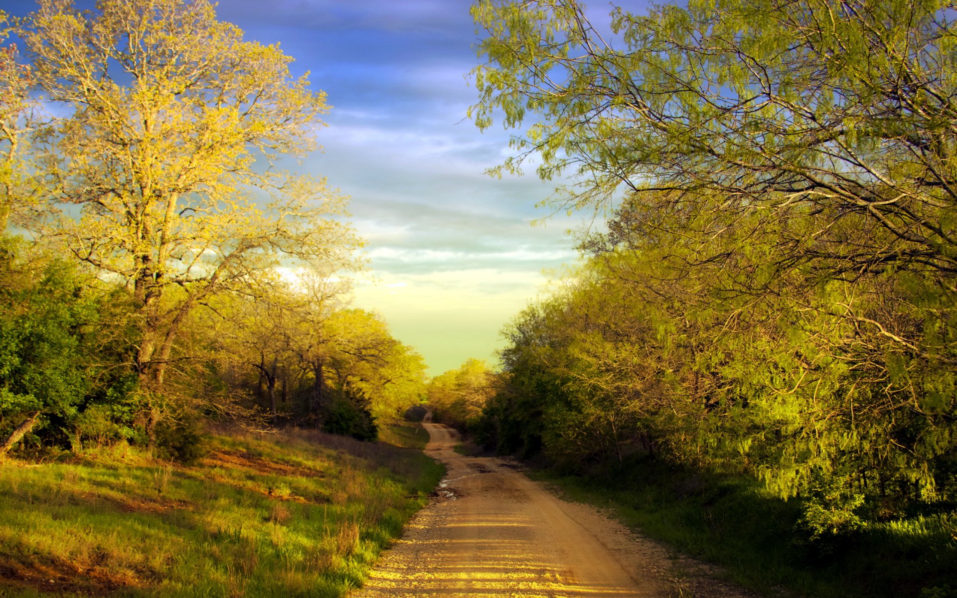 route été arbres paysage