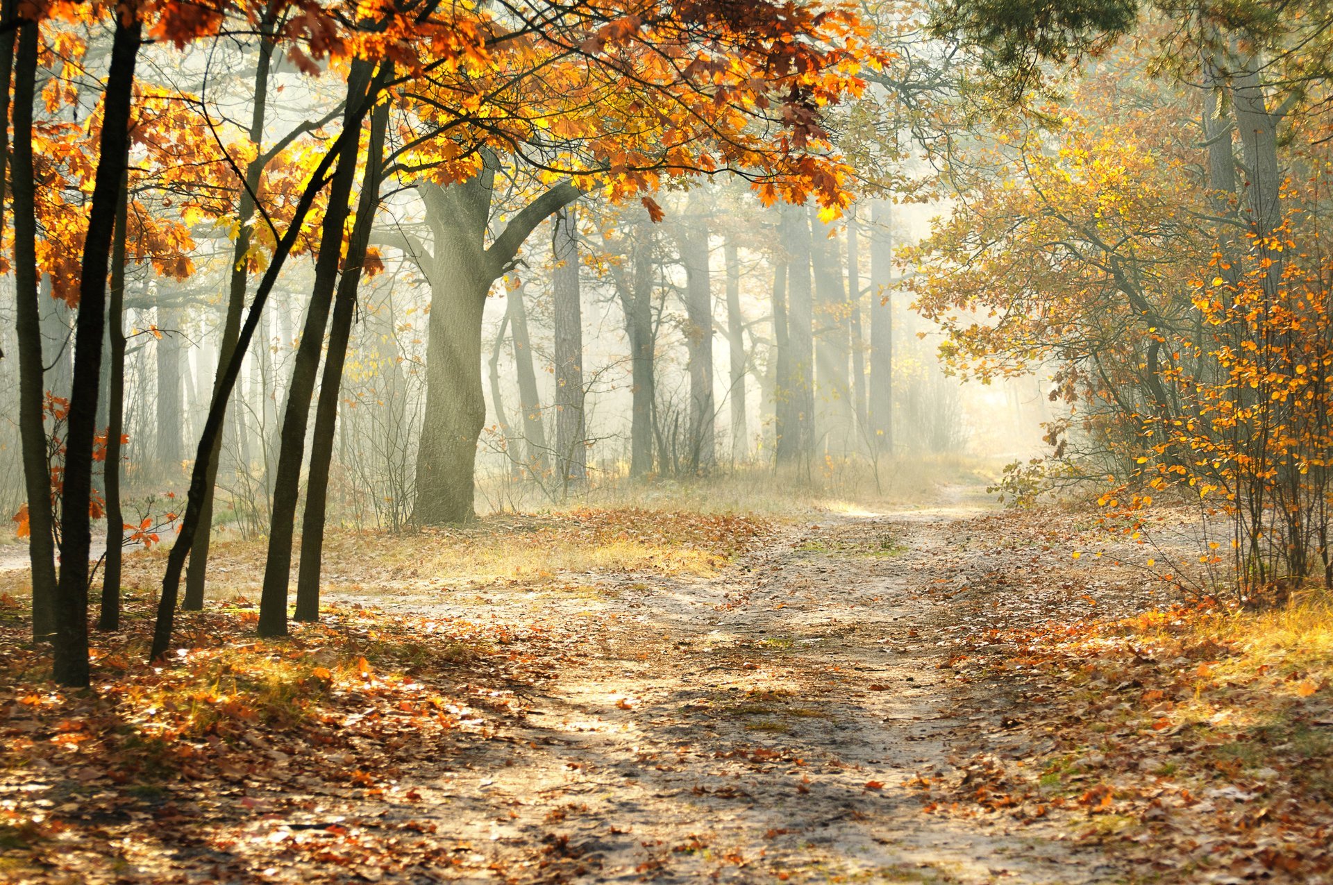 árboles de otoño camino hojas naturaleza paisaje mañana brumoso bosque rayos del sol hermoso brumoso de la mañana rayos del sol