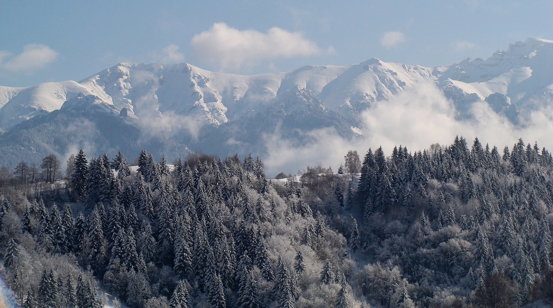 transilvania romania carpazi montagne foresta abete rosso inverno