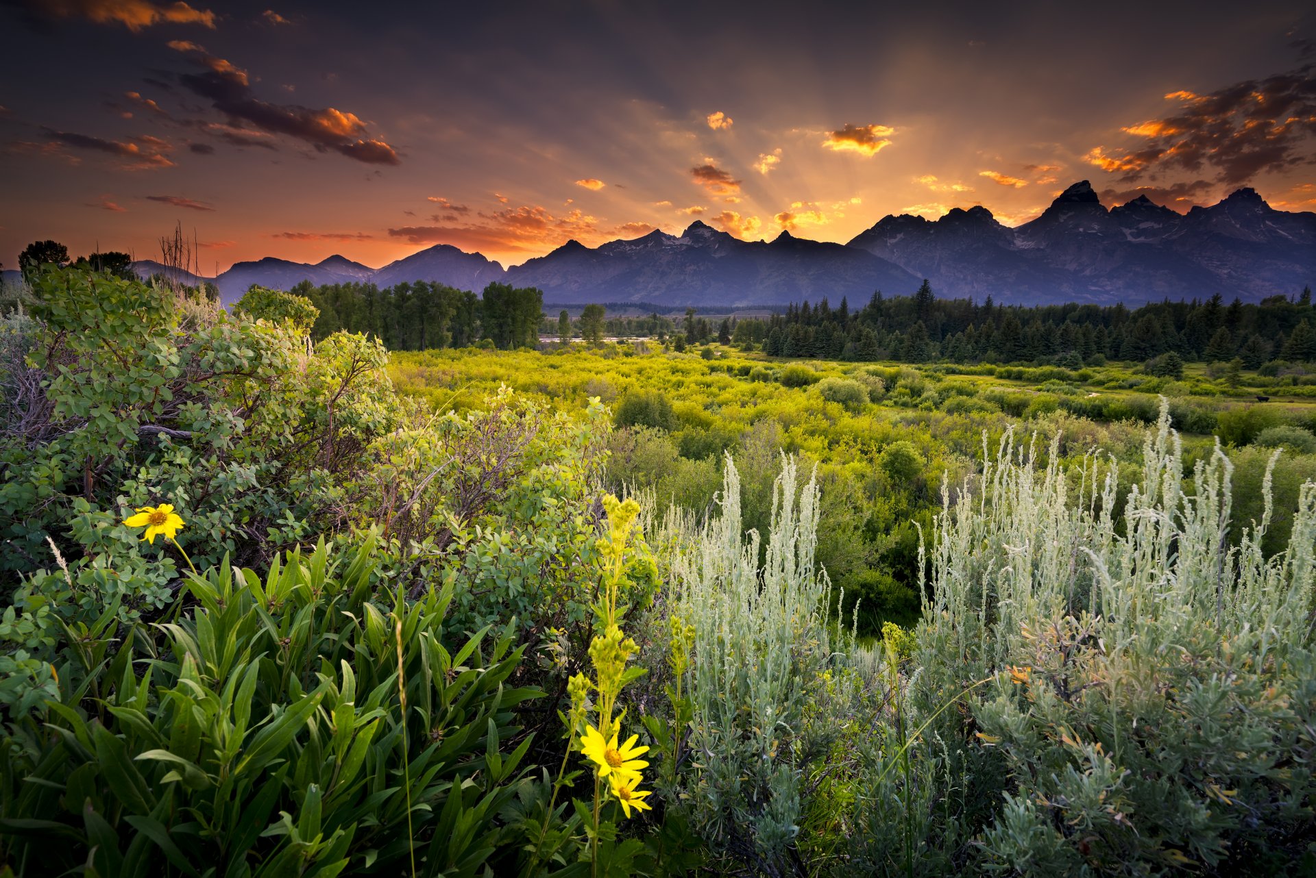 wyoming usa park narodowy grand teton snake river grand teton park narodowy zachód słońca chmury wieczór góry pole kwiaty zieleń las drzewa sosny