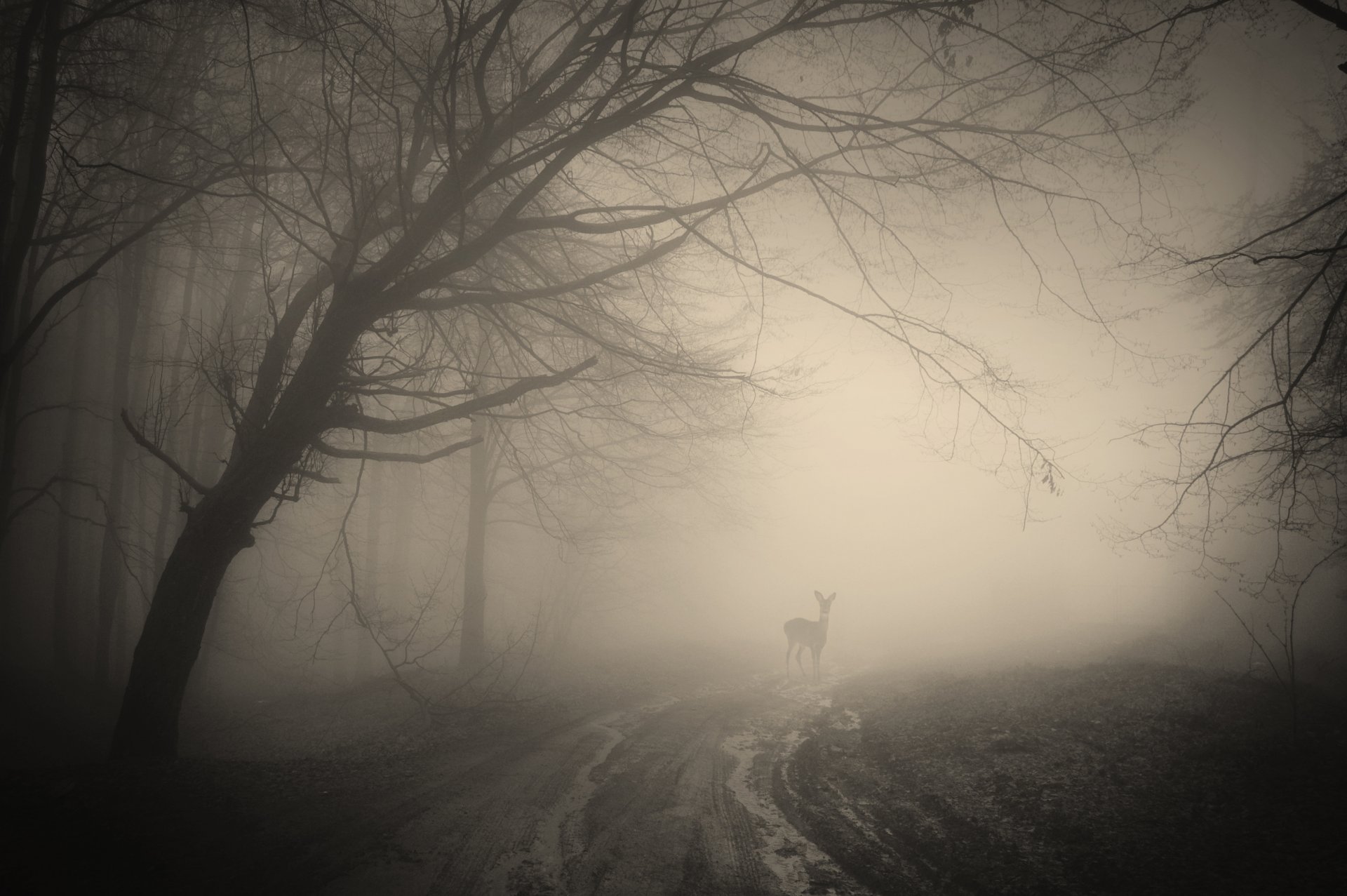 forest trees creepy nature landscape foggy deer creepy foggy