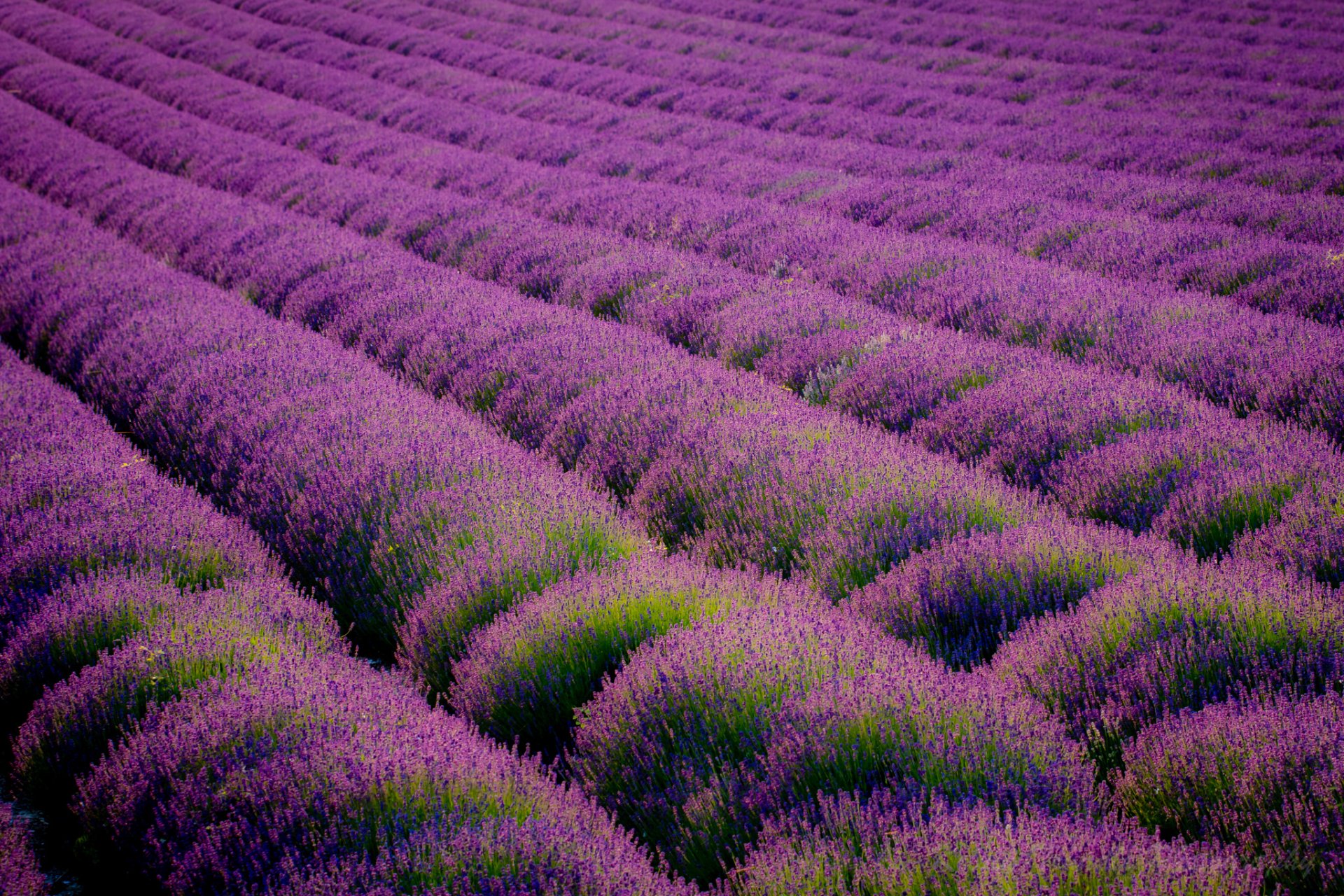 eynsford kent great britain the field ranks lavender flower purple nature landscape