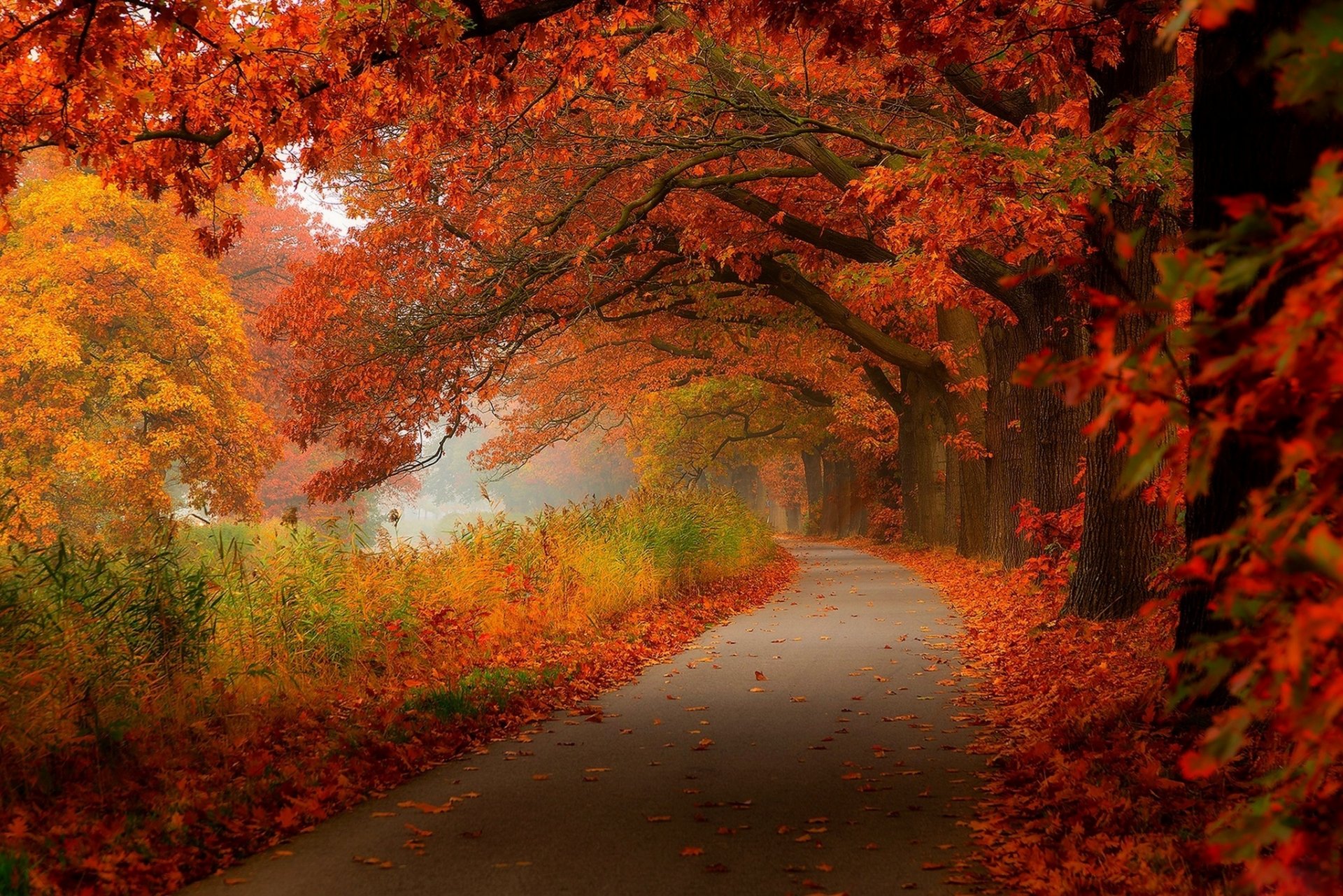 foglie alberi foresta parco autunno passeggiata hdr natura strada