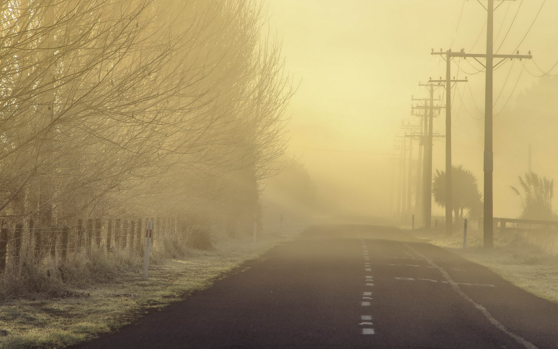 morgen straße nebel landschaft