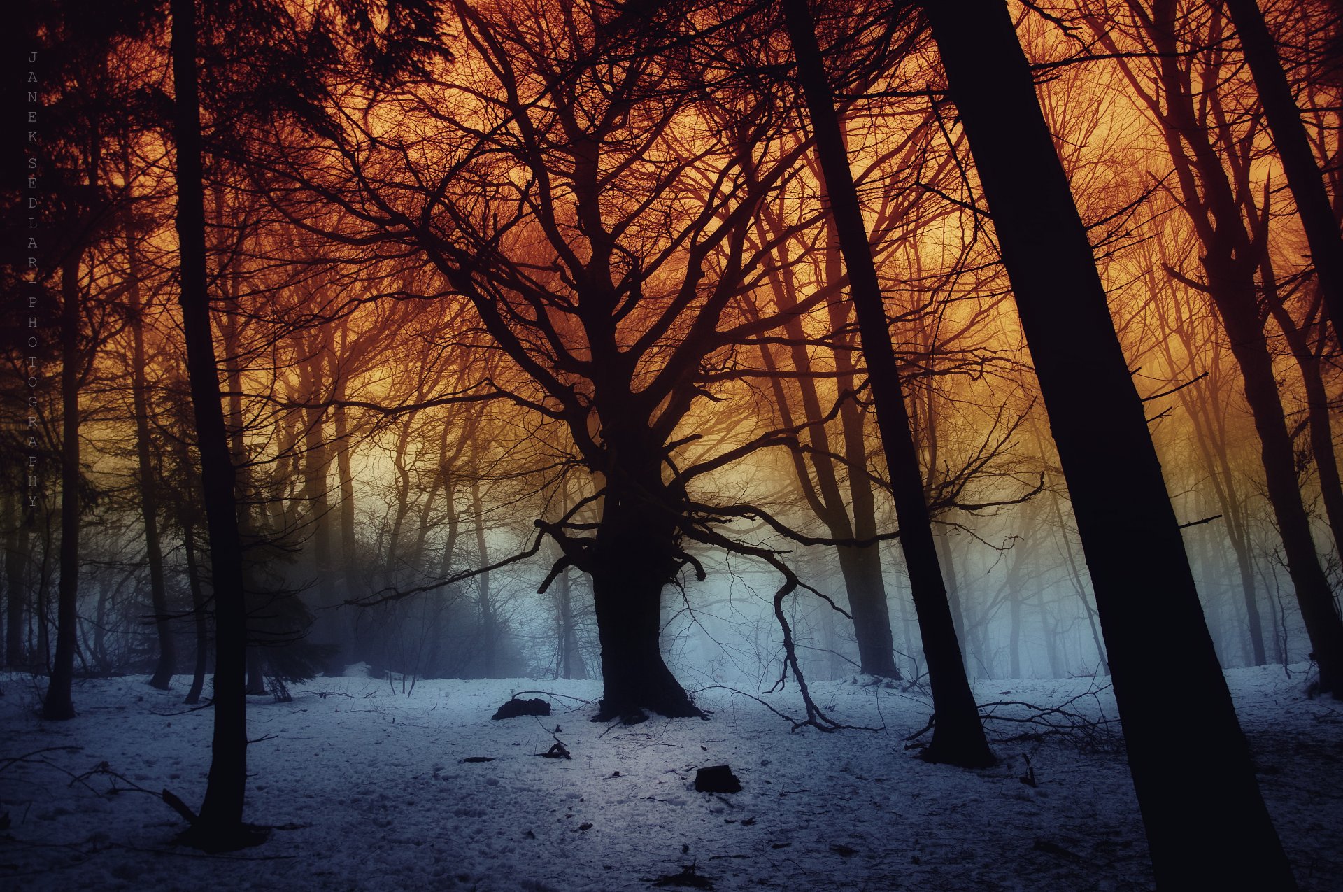 forest trees snow dark