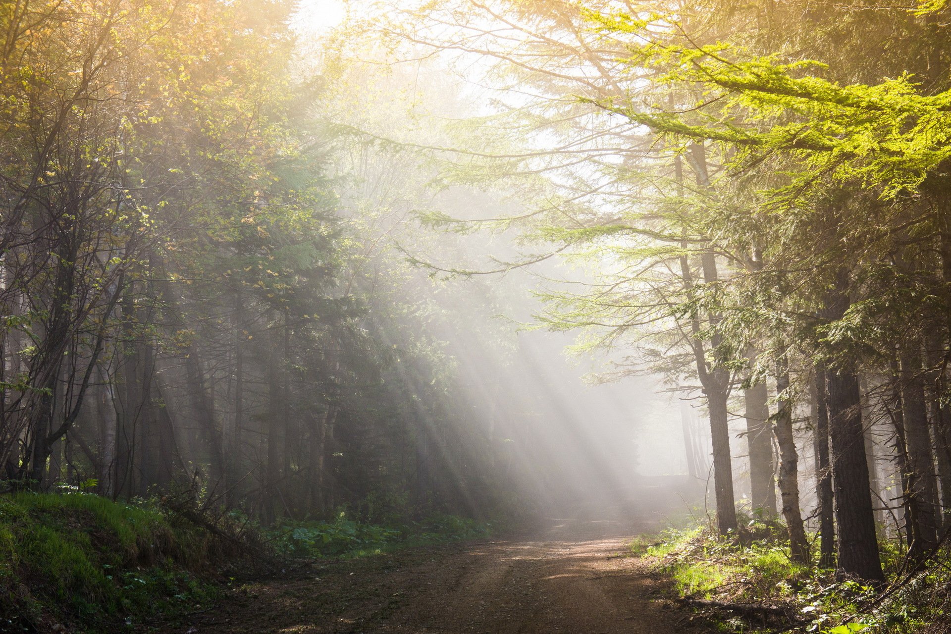 morning road light landscape