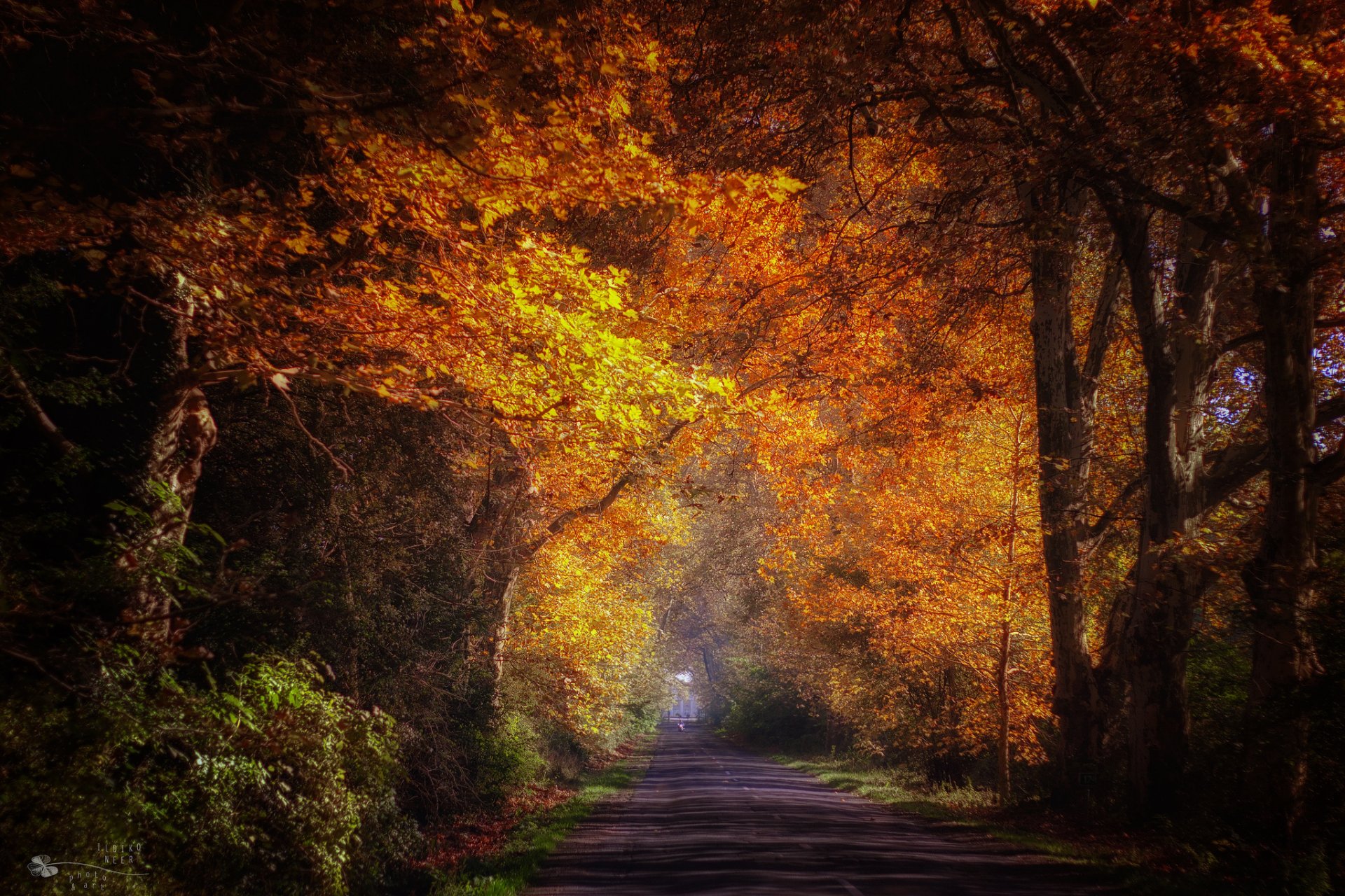 ildiko nir autunno parco vicolo strada