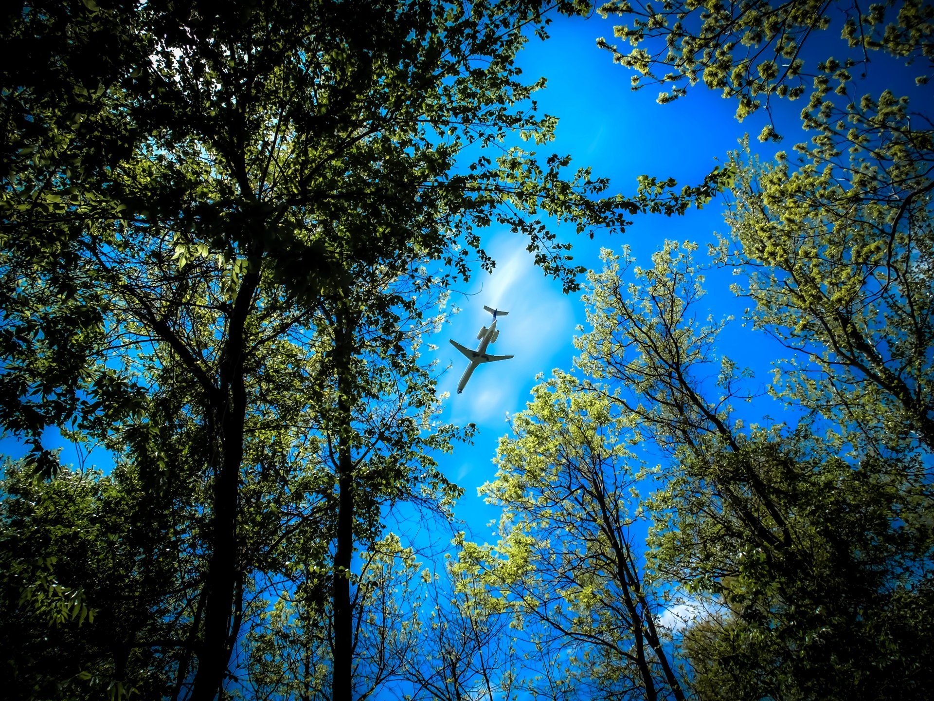 wald bäume oberteile himmel flugzeug