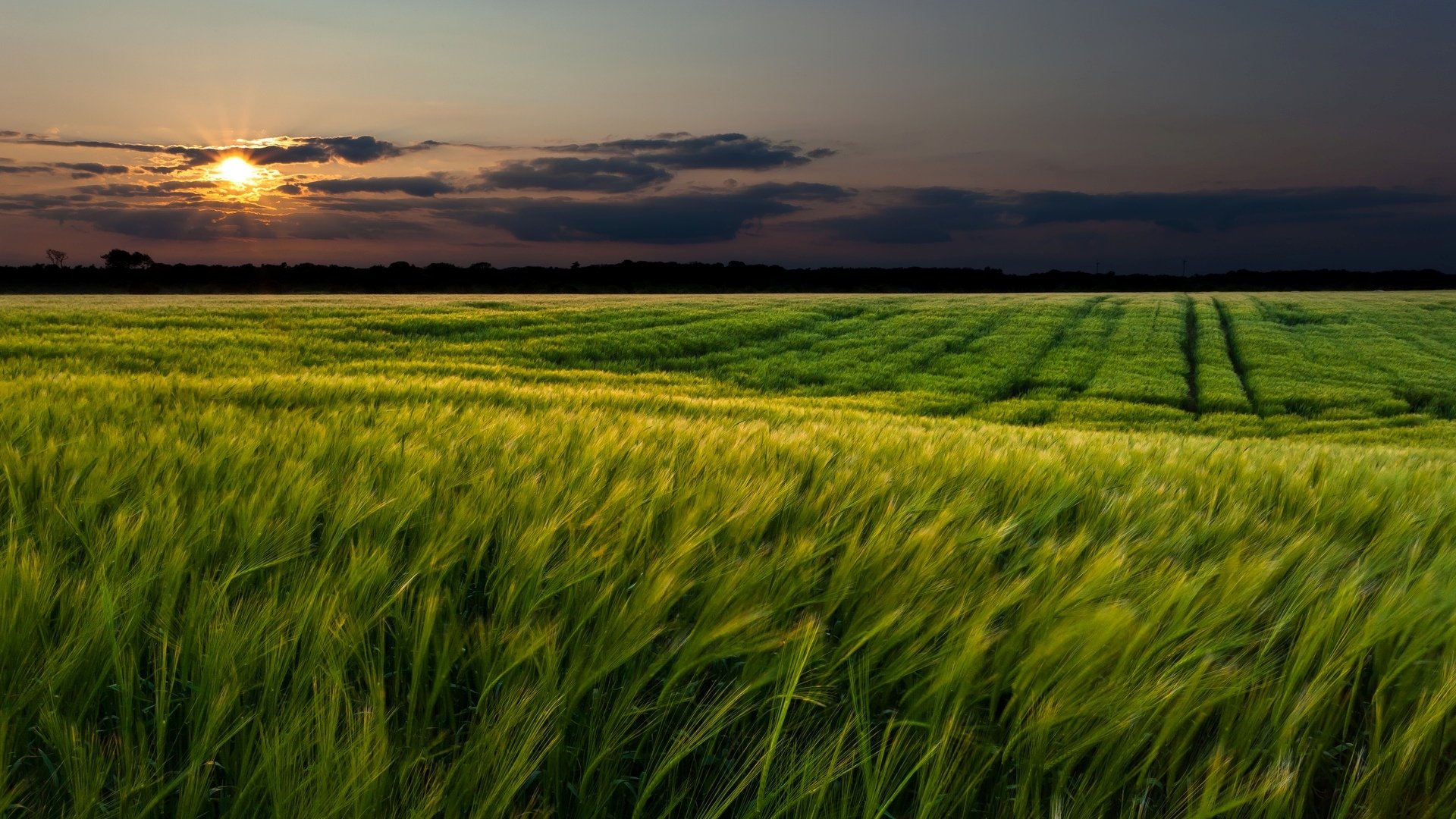 krajobraz krajobrazy natura pole pola zieleń trawa łąka kłosy kłosy pszenica żyto zielony słońce zachód słońca niebo chmury tło tapeta panoramiczny pełny ekran panoramiczny panoramiczny