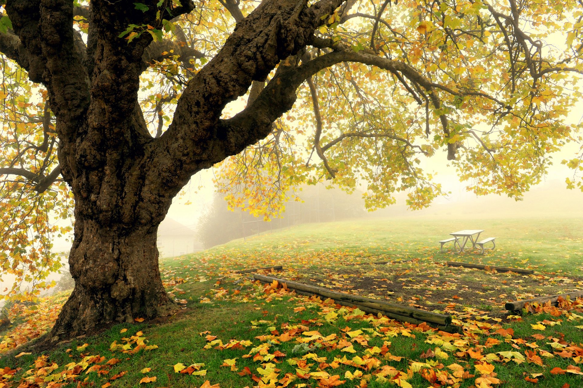 automne parc arbre brouillard