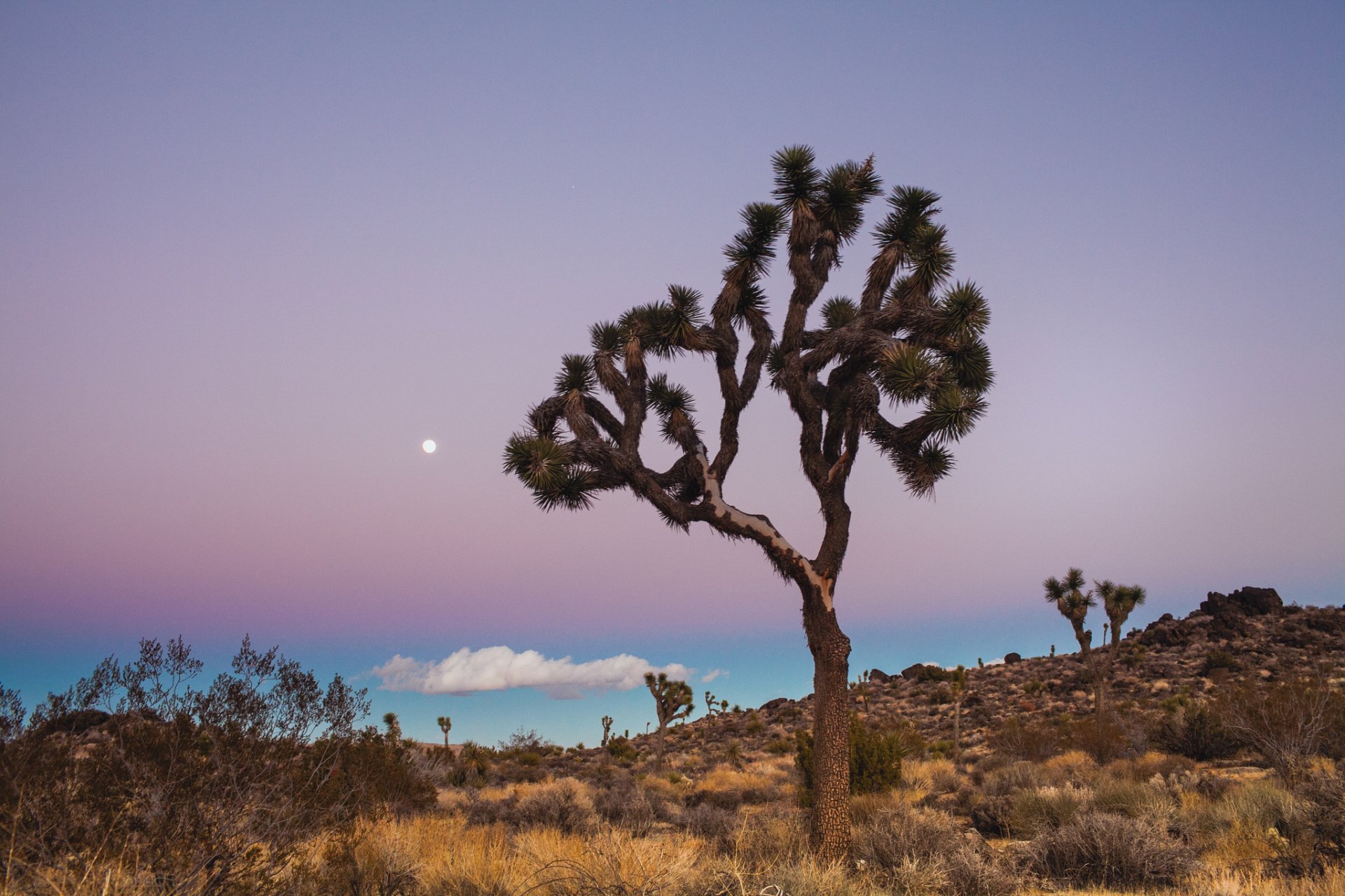 états-unis californie parc national joshua tree parc national arbres bleu lilas ciel nuage lune