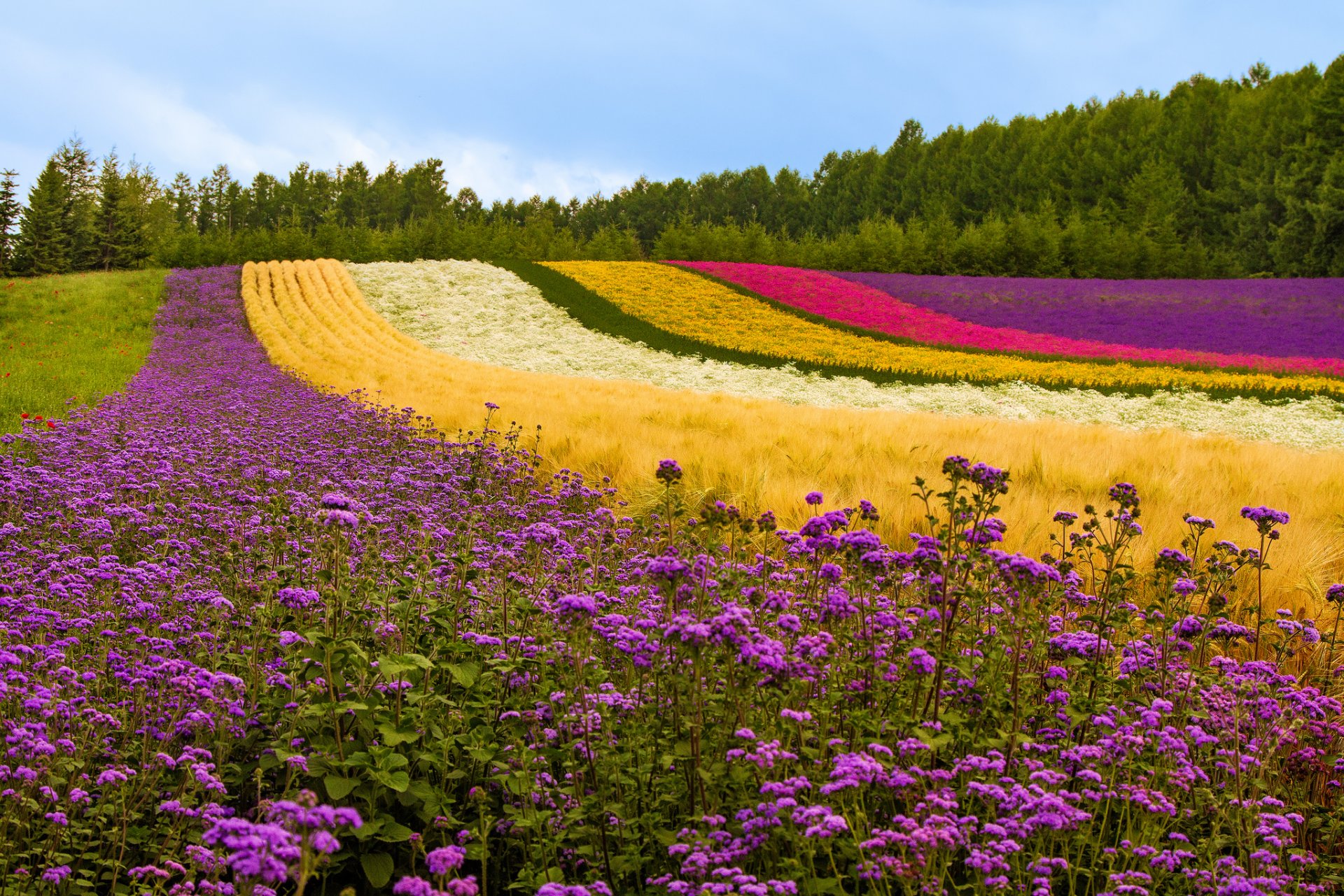 champ colline fleurs coquelicots lavande plantes arbres japon